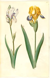 淡いアイリス（ブレグアイリス）; 多彩な虹彩 (broget iris) 作： Hans Simon Holtzbecker
