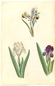 Iris persica (ペルシャ アイリス); Iris lutescens または Iris pumila (?) (小人アイリスまたは低アイリス) 作： Hans Simon Holtzbecker