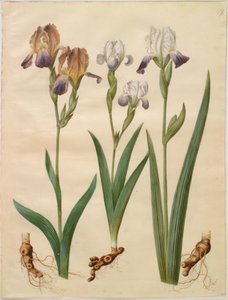 アイリス×サンブチーナ（棚菖蒲）; アイリス×アメーナ（アイリスハイブリッド） 作： Hans Simon Holtzbecker