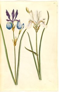 Iris sibirica (sibirisk アイリス) 作： Hans Simon Holtzbecker