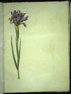 Iris xiphium (スペインのアイリス) 作： Hans Simon Holtzbecker