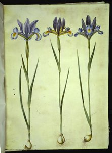 Iris xiphium (スペインアイリス) 作： Hans Simon Holtzbecker
