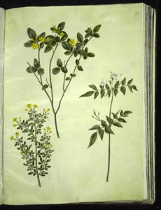 Jasminumodoratissimus（stue-jasmin）; ジャスミン ブッシュ (バスク ジャスミン); Jasminum grandiflorum (duft-jasmin) 作： Hans Simon Holtzbecker