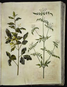 Jasminumodoratissimus（stue-jasmin）; Jasminum officinale (lège-jasmin) 作： Hans Simon Holtzbecker