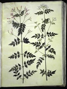 Jasminum officinale (ジャスミン) 作： Hans Simon Holtzbecker