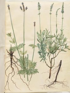 Lavandula multifida（スパイクラベンダー）; Lavandula angustifolia (真のラベンダー)