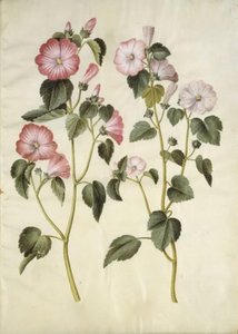 Lavatera trimestris (マムルークワーム) 作： Hans Simon Holtzbecker