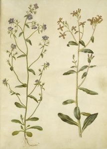 Legousia Venus-mirror (ægte venuspejl); 悲しいヘスペリス (natviol)