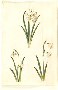 Leucojum aestivum (夏の梅); Galanthus nivalis (一般的なスノー ドロップ); Leucojum vernum (ドロテア ユリ) 作： Hans Simon Holtzbecker