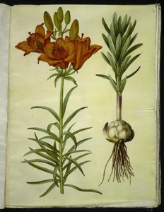 Lirium bulbiferum (火のユリ) 作： Hans Simon Holtzbecker