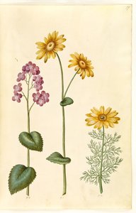 月の年次 (judaspenge); Doronicum pardalianches (hjertebladet gemserod); Vernal Adonis (vår-adonis)