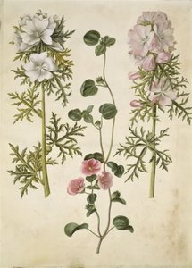 Malva moschata (ムスクキャノピー); MalvaまたはMalope（art af katostまたはmalope） 作： Hans Simon Holtzbecker