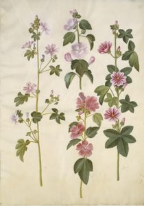 Malva sylvestris (一般的な猫のチーズ); Lavatera thuringiaca (ジャーマン ポプラ ローズ) 作： Hans Simon Holtzbecker