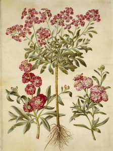 Matthiola incana (vinter-levkøj) 作： Hans Simon Holtzbecker