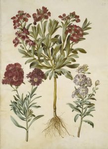 Matthiola incana (vinter-levkøj) 作： Hans Simon Holtzbecker