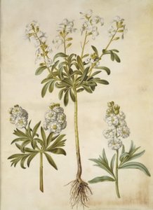 Matthiola incana (vinter-levkøj) 作： Hans Simon Holtzbecker