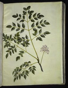 Melia azedarach (patternostertræ) 作： Hans Simon Holtzbecker