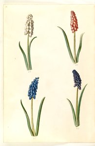 Muscari botryoides (一般的なパール ヒヤシンス) 作： Hans Simon Holtzbecker
