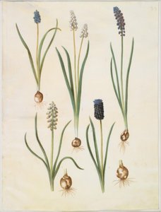 Muscari botryoides (almindelig perlehyacint); Muscari racemosum (muskat-perlehyacint); ムスカリを無視 作： Hans Simon Holtzbecker
