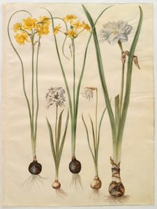 Narcissus jonquilla (siv-narcis); 水仙タゼッタ（tazet）; Narcissus pseudonarcissus moschatus（ムスク水仙）; 詩的な水仙 (pinselilje)