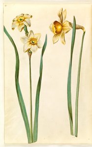 Narcissus ×mediluteus (toblomstret narcissus); 水仙×比類なき（ナルシスト持ち）