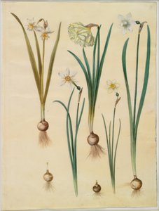 Narcissus ×mediluteus (toblomstret narcissus); 水仙偽水仙; 水仙（水仙）; 詩的な水仙 (pinselilje); 水仙×シンナー 作： Hans Simon Holtzbecker