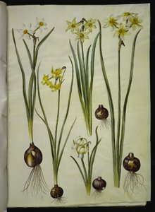 詩的な水仙 (pinselilje); 水仙 triandrus (蘭水仙); Narcissus ×mediluteus (toblomstret narcissus) 作： Hans Simon Holtzbecker