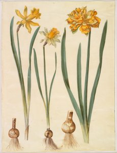 Narcissus pseudonarcissus major（大きな水仙）; Narcissus pseudonarcissus bicolor（2色の水仙）; 水仙の偽水仙 作： Hans Simon Holtzbecker