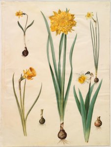 Narcissus pseudonarcissusマイナー; 水仙偽水仙（水仙）; 水仙×tenuior; 水仙球根（クリノリン水仙）; Narcissus pseudonarcissus bicolor（二色水仙） 作： Hans Simon Holtzbecker