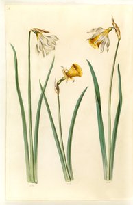 Narcissus pseudonarcissus moschatus（ムスク水仙）; 水仙球根（クリノリン水仙）; Narcissus pseudonarcissus (påskelilje) 作： Hans Simon Holtzbecker