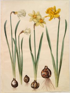 Narcissus pseudonarcissus moschatus（ムスク水仙）; Narcissus ×mediluteus (toblomstret narcissus); Narcissus pseudonarcissus major (stor påskelilje) 作： Hans Simon Holtzbecker