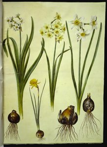 水仙タゼッタ（tazet）; Narcissus ×medioluteus (toblomstret narcis); Narcissus bulbocodium (クリノリン-ナルシス) 作： Hans Simon Holtzbecker