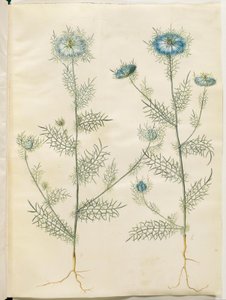 Nigella damascena (緑の中の処女) 作： Hans Simon Holtzbecker