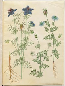 Nigella hispanica (茂みの中の悪魔); ニゲラサティバ（ブラッククミン） 作： Hans Simon Holtzbecker