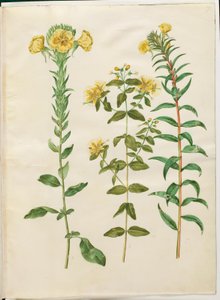 Oenothera biennis (隔年月見草); Hypericum hircinum (悪臭を放つセントジョーンズワート); Oenothera rubricaulis (赤い実の月見草)