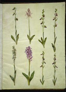 Ophrys apifera または Ophrys sphegodes (ハエバエの花または初期のハエの花); "Orchis simia" (幻想的な花); オフリス・アフィフェラ（ハチバエの花）; Orchis (カッコウハーブ); Orchis militaris (Knight