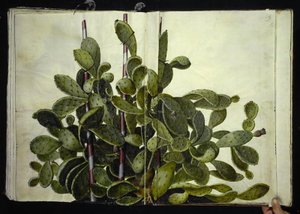 Opuntia ficus-indica、Opuntia humifusa または Opuntia monacantha (art af figenkaktus) 作： Hans Simon Holtzbecker