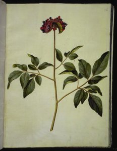 雄牡丹 (rose-silkeplante) 作： Hans Simon Holtzbecker