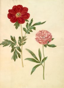 Paeonia officinalis (ボンデローズ) 作： Hans Simon Holtzbecker