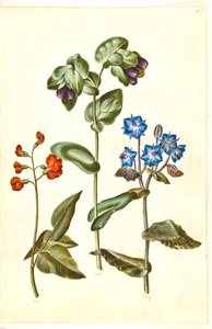 Phaseolus coccineus (自慢の豆); Cerinthe major (偉大なワックスワート); Borago officinalis（ルリヂサ）