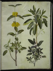 Phlomis fruticosa (キンギョソウ); サルビア オフィシナリス (セージ) 作： Hans Simon Holtzbecker