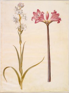 Polianthes tuberosa (チューベローズ); アマリリスベラドンナ（ベラドンナリジェ） 作： Hans Simon Holtzbecker