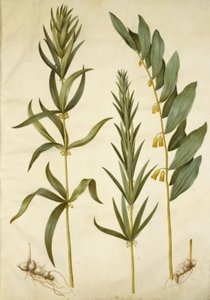 Polygonatum verticillatum (スズランの花輪); Polygonatum multiflorum (大スズラン) 作： Hans Simon Holtzbecker