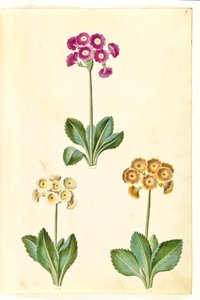 Primula ×pubescens (have-aurikel) 作： Hans Simon Holtzbecker