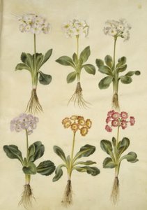 Primula ×pubescens (have-aurikel) 作： Hans Simon Holtzbecker