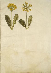 Primula veris (中空首のササゲ ハイブリッド); Primula veris (ホローネック ササゲ) 作： Hans Simon Holtzbecker