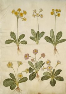 Primula veris (中空首のササゲ ハイブリッド); Primula vulgaris（大輪ササゲハイブリッド） 作： Hans Simon Holtzbecker