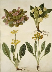 Primula vulgaris (カーニバル カウスリップ); Primula vulgaris (大輪サクラソウのハイブリッド); Primula veris (ホローネック ササゲ ハイブリッド)