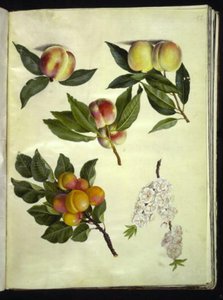 Prunus persica (えんどう豆); Prunus armeniaca (almindelig アプリコット) 作： Hans Simon Holtzbecker