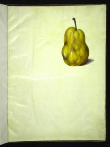 Pyrus communis (ナシ) 作： Hans Simon Holtzbecker